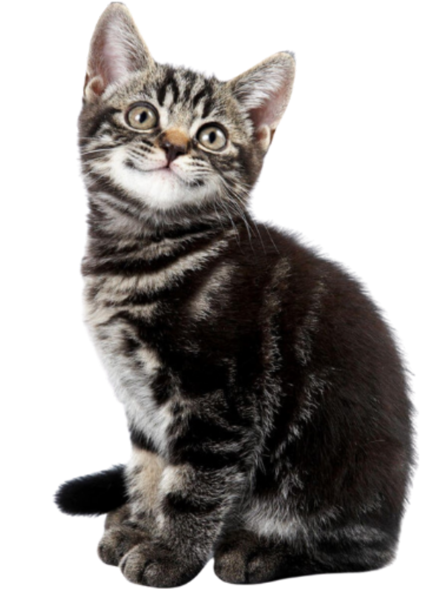 CAT NO BG2